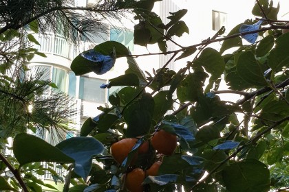 12구역, 9구역 가을 대심방